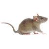 Mausbefall - Gefahr durch Mäuse