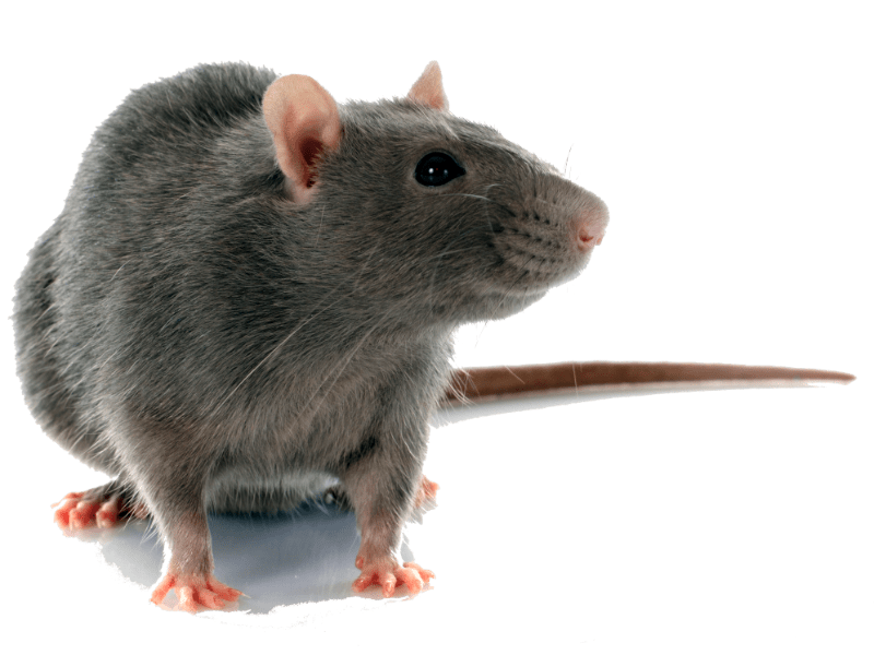  Ratte Schädling Rattenbefall