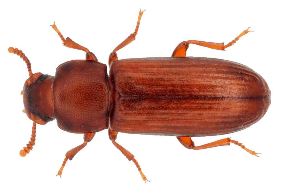 Reismehlkäfer Schädling Käfer Käferbefall